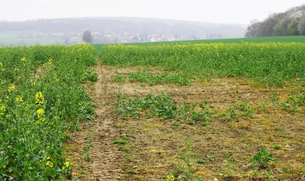 Une fertilisation au semis ne compense jamais une mauvaise levée. © J.-C. Gutner