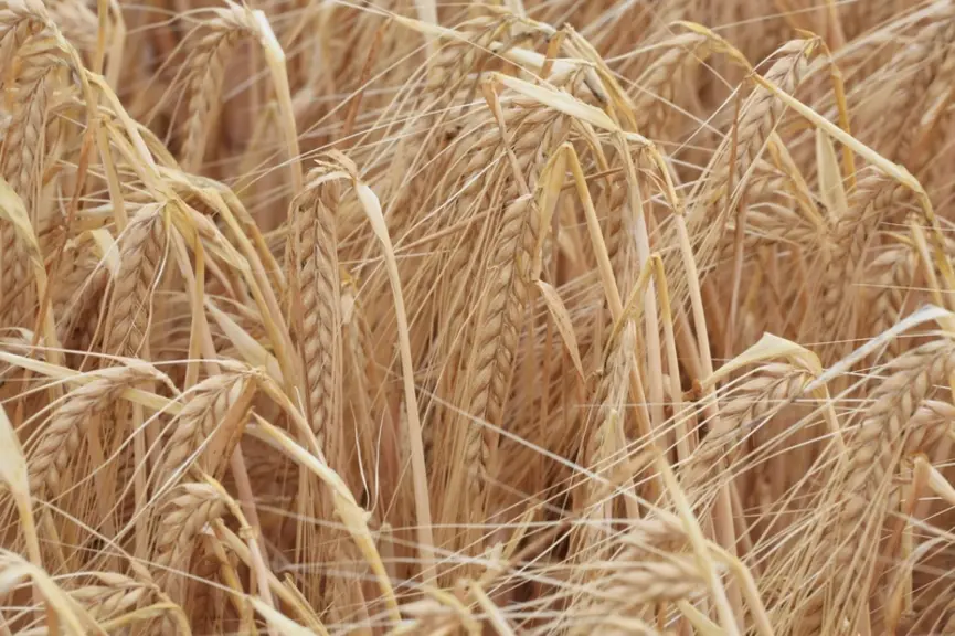L'orge de printemps 2 rangs affiche une prime quasi nulle face à l'orge d'hiver 6 rangs, et très modérée face à l'orge fourragère. Une anomalie qui s'explique par l'état des marchés de ces différentes qualités. © J.-C. Gutner