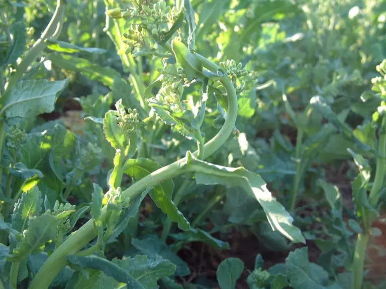 La tige se déforme. La plante se courbe en S avec la partie terminale repartant vers le haut. © Terres Inovia