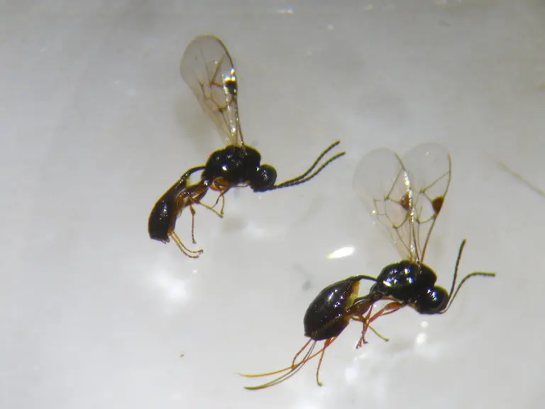 Mâle et femelle de Tersilochus : la femelle porte un ovipositeur, sorte de tarière à l'extrémité de l'abdomen pour pondre des oeufs. © R. Rouzes