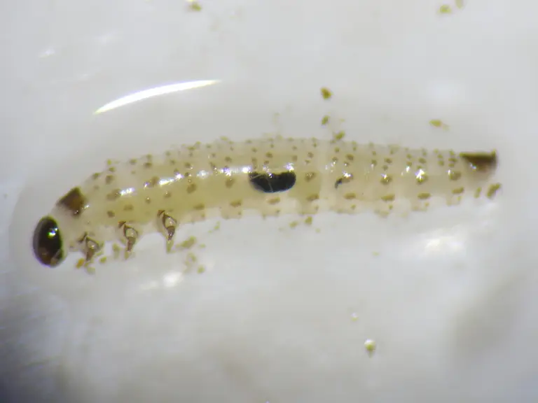 Larve d'altise parasitée. Le taux de parasitisme des altises peut approcher les 50 %. © R. Rouzes