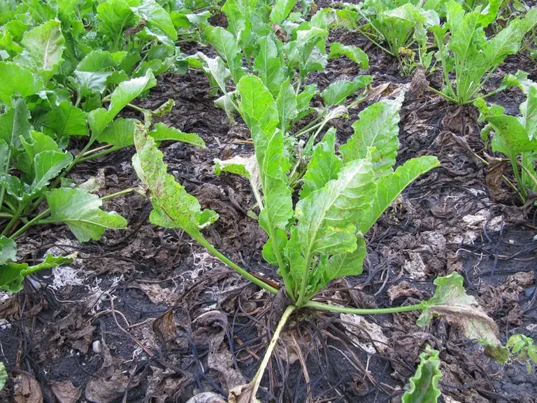 En détruisant les feuilles externes, la maladie induit la repousse de nouvelles feuilles. © ITB