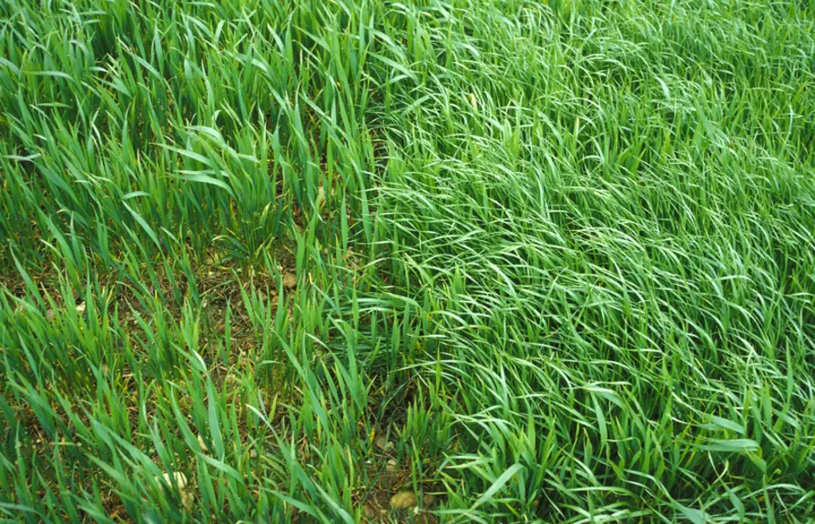 Baisse de 5 % du rendement avec 25-30 ray-grass au mètre carré.