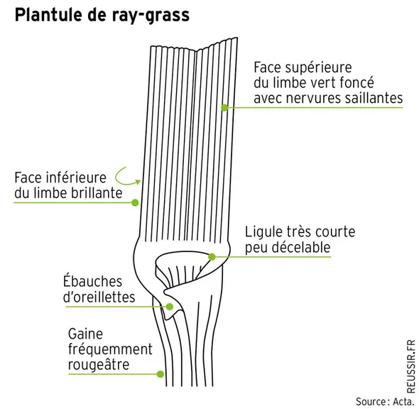 [Adventice] Contenir les ray-grass, graminées nuisibles et envahissantes
