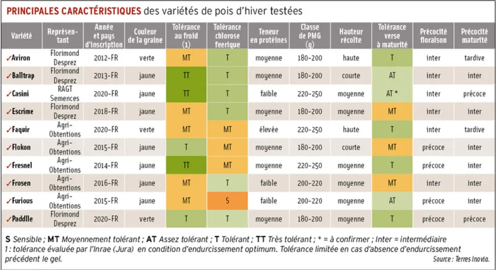 Pois d’hiver : les variétés récentes offrent de nouveaux atouts