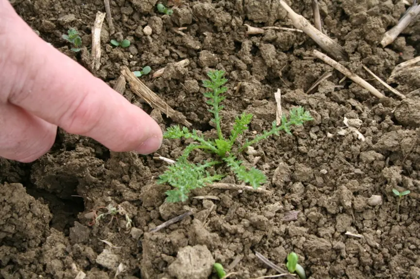 Le diagnostic de sol avec des plantes bioindicatrices ne doit pas reposer que sur une seule espèce.