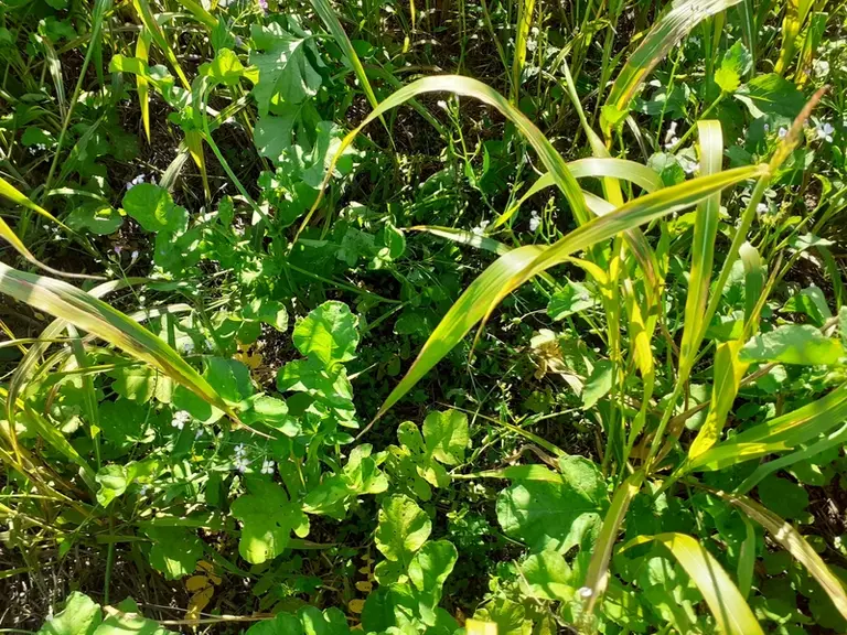 Le premier couvert composé de sorgho et de radis fourragers assure le rôle de piège à nitrates.