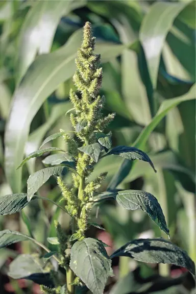 Des milliers de graines produites par pied d'amarante