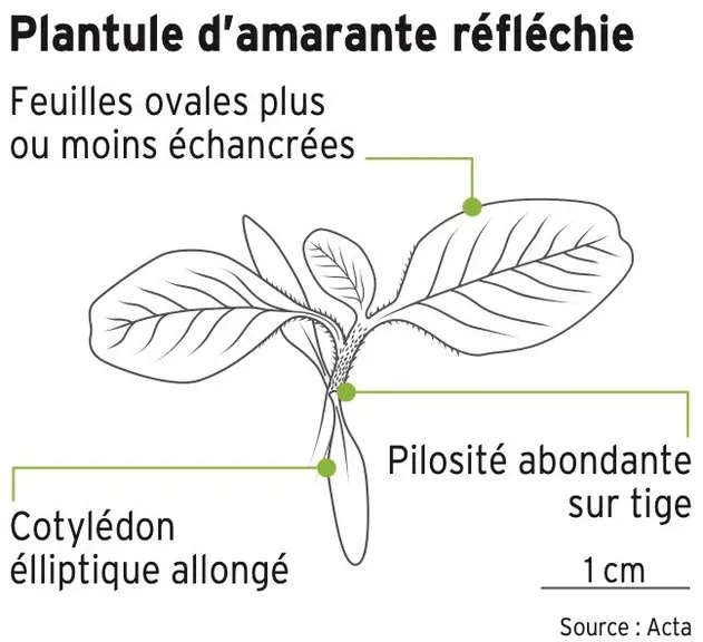 [Adventice] L’amarante réfléchie, à surveiller en culture d’été