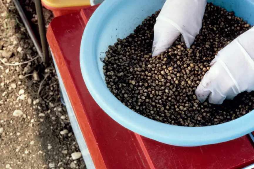 L’inoculation par enrobage des semences se fait à l’aide d’inocula à base de tourbe ou de solution bactérienne.