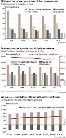 Filière semences : un fleuron économique français face à ses défis
