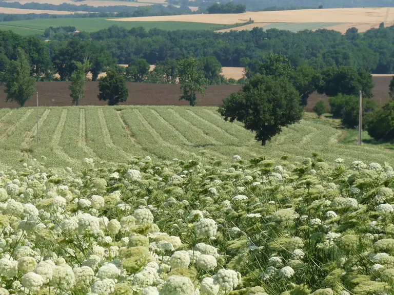La carotte porte-graine est très sensible aux aléas climatiques, avec de fortes variations de rendement entre années.