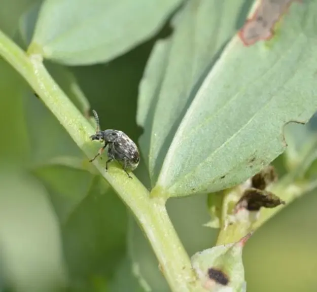 La bruche de la féverole est un insecte spécifique, différente de la bruche des lentilles (Bruchus signaticiornis) ou du pois (Bruchus pisorum).