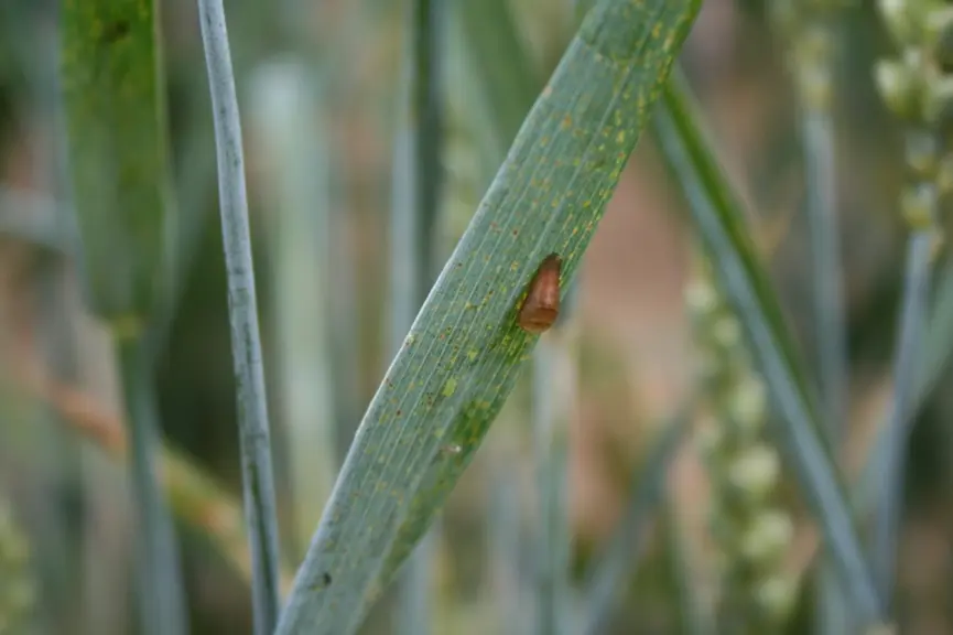 Pupe de syrphe, en forme de goutte collée à une feuille.