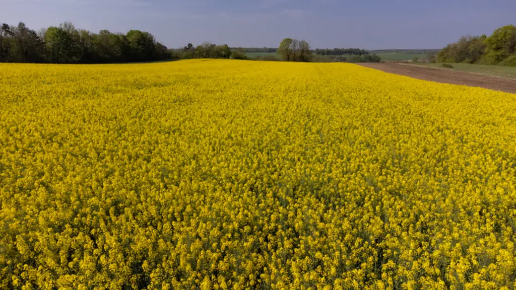 Le nombre de siliques en colza ne devrait pas être pénalisé, mais le PMG pourrait perdre 5 à 6 q/ha dans les terres les plus superficielles.