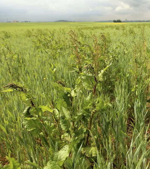Les rumex adultes atteignent plus d'un mètre de haut et produisent plusieurs milliers de graines.
