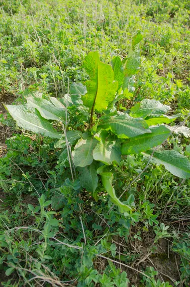 Le rumex développe un système racinaire et puissant rendant difficile sa destruction une fois bien installé.
