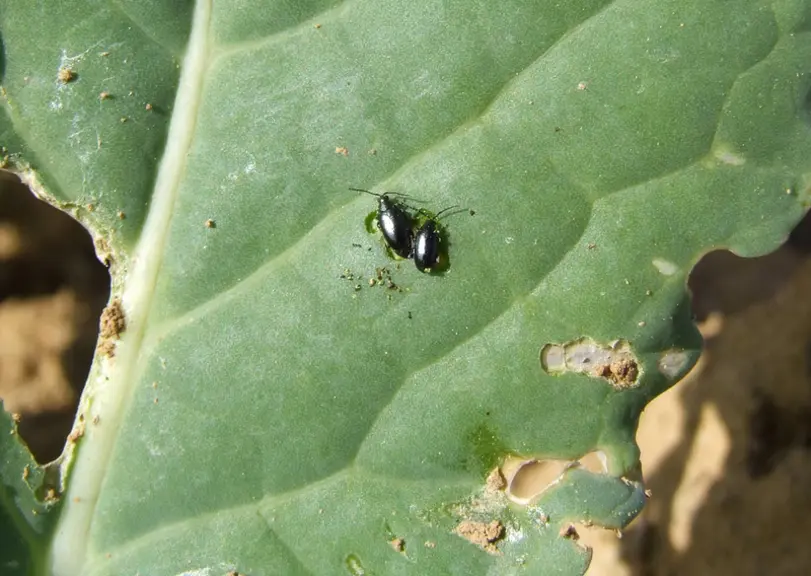 Les petites altises broutent en surface l'épiderme du limbe, avant d'y causer de petits trous.