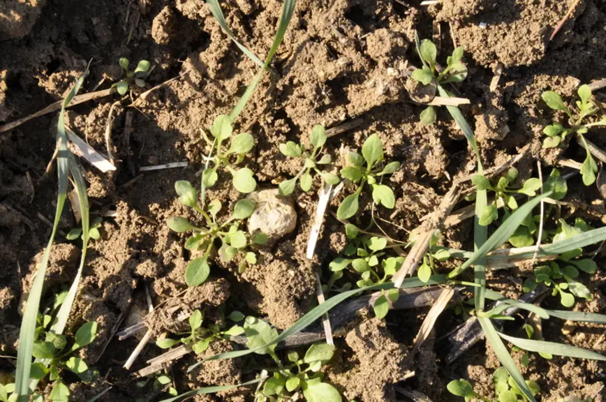 De plus en plus de populations de coquelicot (plusieurs plantules ici) résistent à des herbicides.