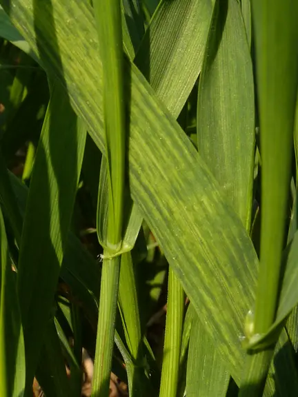 Des tirets chlorotiques le long des nervures sont typiques des mosaïques du blé.