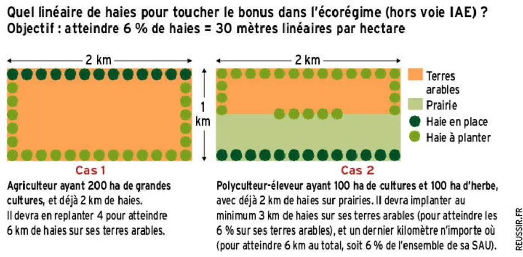 Les haies dans la PAC 2023 : est-il intéressant d’en planter ?