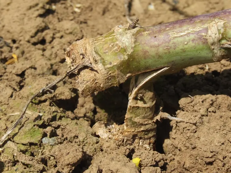 Une nécrose au collet provoque la cassure de la tige.