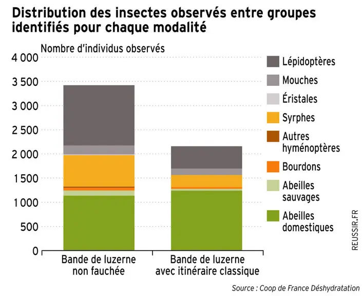 Une grande diversité d'insectes dans la luzerne non fauchée.
