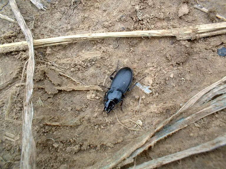 L'espèce Pterostichus melanarius est le carabe le plus commun dans les champs.