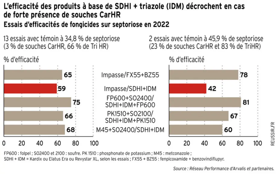 Fongicides blé : les SDHI commencent à décrocher face à la septoriose