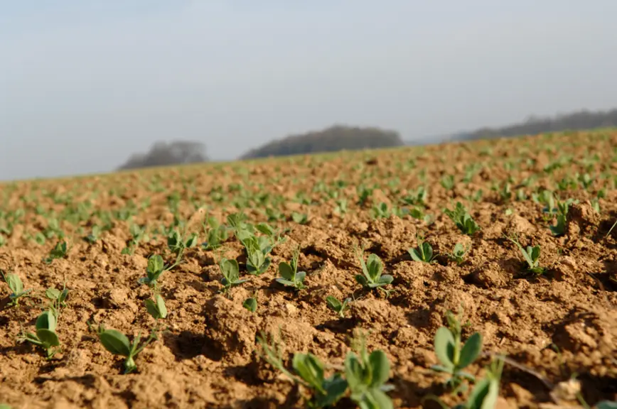 Au stade 2-3 feuilles, la tolérance maximale du pois de printemps au froid est de - 10°C.