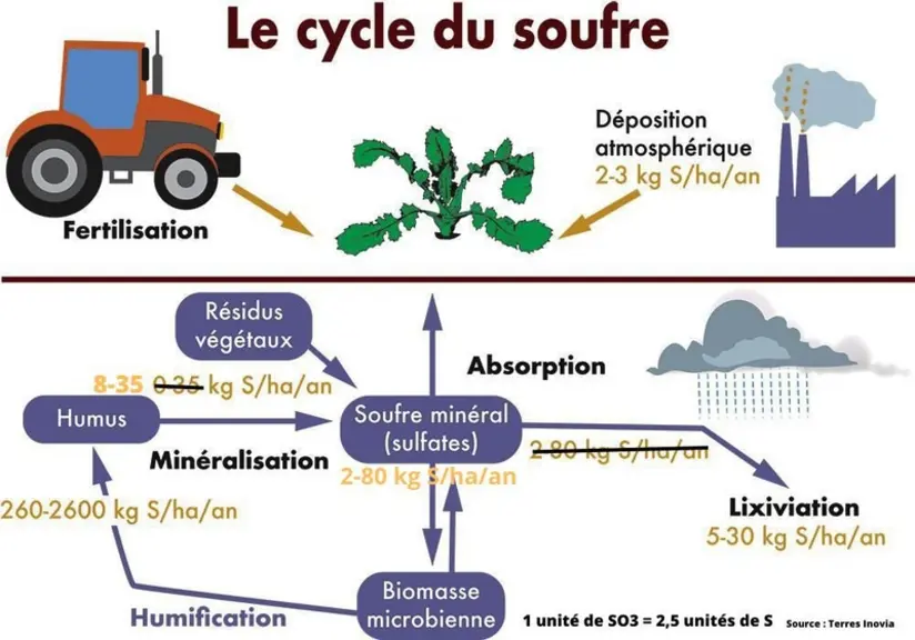 Le soufre dans l’air ou le sol est disponible sous plusieurs formes mais seul l’ion sulfate SO42- est assimilable par la plante.