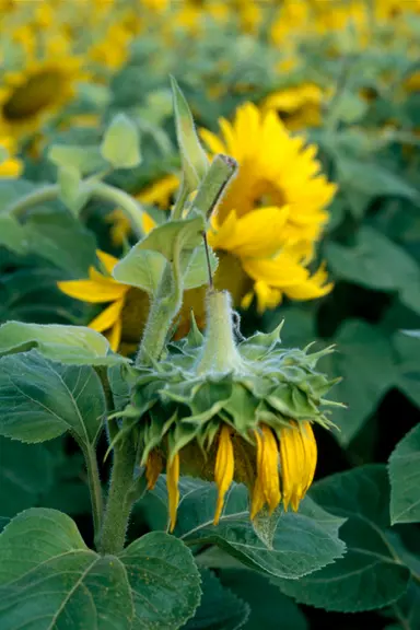 Sur tournesol, une carence en bore peut aboutir à une chute des capitules.