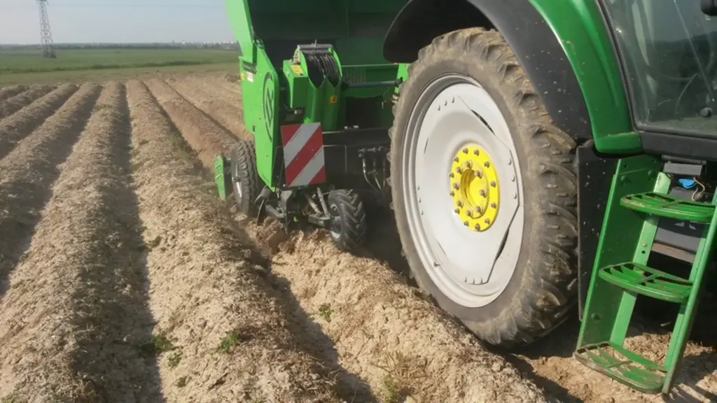 Dans les techniques d'agriculture de conservation des sols (ACS), les pommes de terre sont plantées directement dans des buttes formées à l'automne.