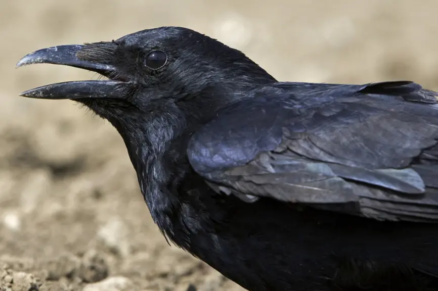 La corneille noire est classée comme espèce susceptible d'occasionner des dégâts dans la grande majorité des départements.