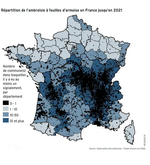 Ambroisie et désherbage du tournesol : mettre la pression tout au long de l’itinéraire cultural
