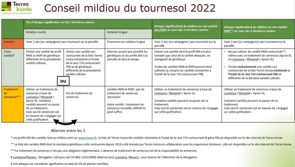 Maladies du tournesol : le mildiou refait parler de lui
