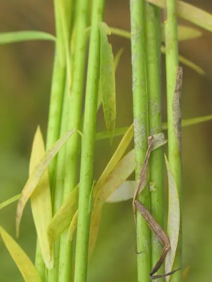 Les tiges peuvent être atteintes avec des répercussions sur la qualité de fibres.