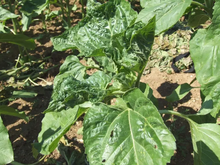 Crispations des feuilles de tournesol dues aux attaques de pucerons verts, début juin.
