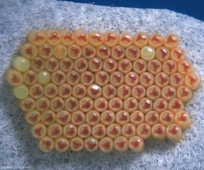 Ooplaque de punaise verte (œufs disposés en nid d'abeille).