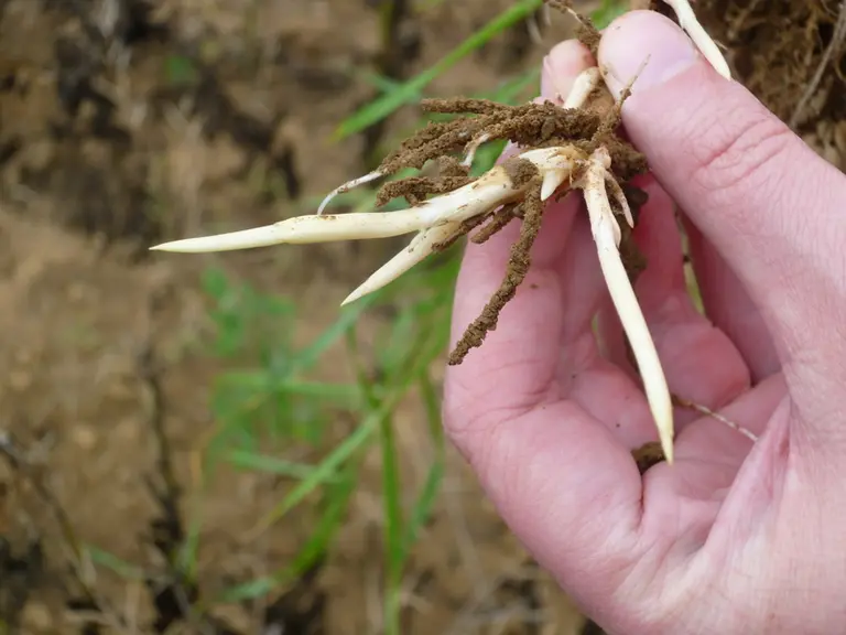 Jeunes pousses issues des rhizomes en "dent de chien"