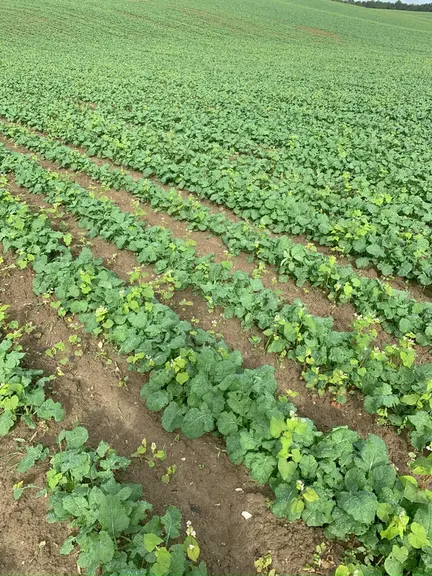 Colza désherbé mécaniquement avec du sarrasin en guise de plante compagne.