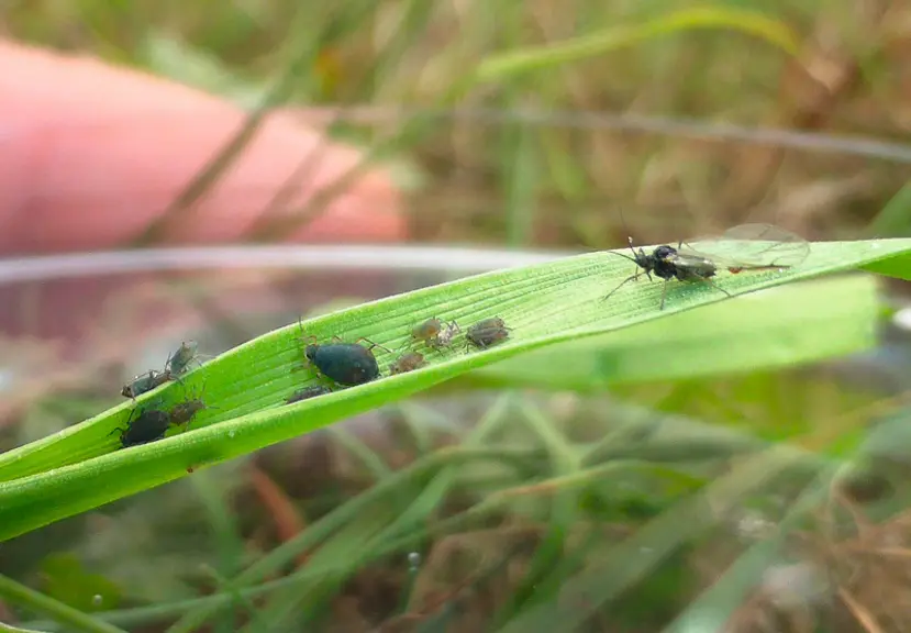 Le puceron Rhopalosiphum padi est l'espèce principale transmettant le virus de la JNO.