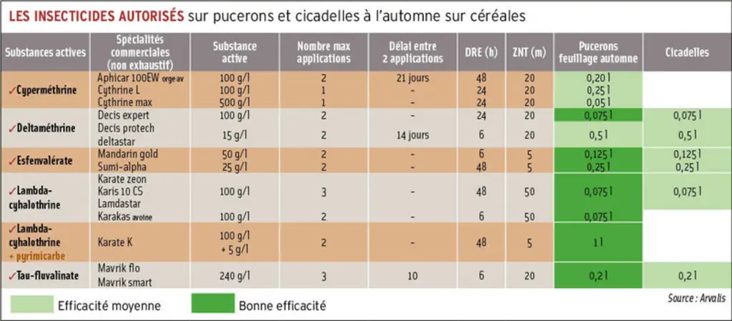 Céréales et pucerons à l'automne : se contenter d’une gamme d’insecticides limitée