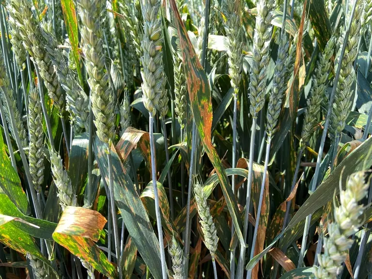 parcelle de blé touchée par la septoriose juin 2023