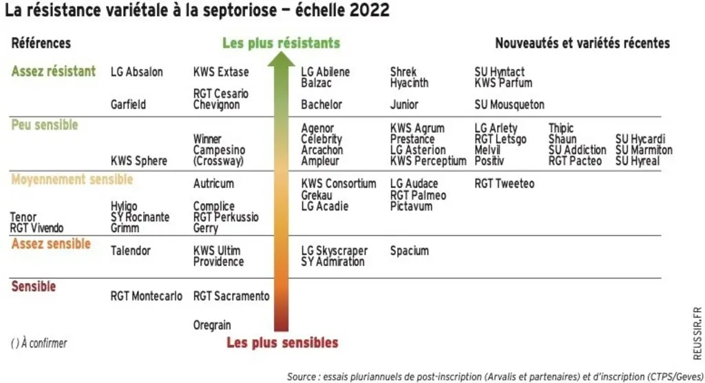 Septoriose : faire les bons choix variétaux pour éviter les contournements de résistance