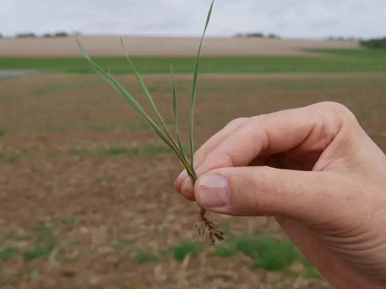 Contre le vulpin, la cynméthyline, herbicide homologué au Royaume-Uni, serait plus efficace que le flufenacet.