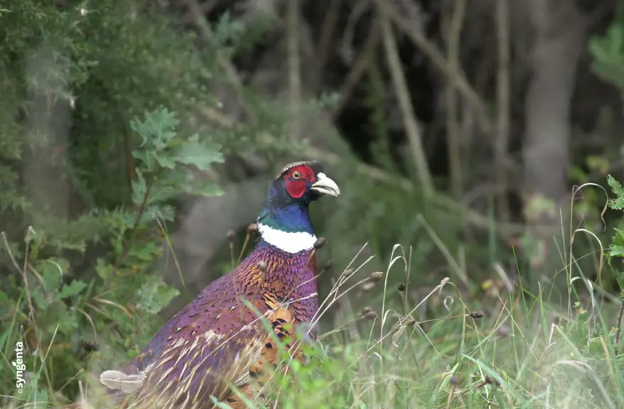 Faisan. Gibier. Faune sauvage. Biodiversité.