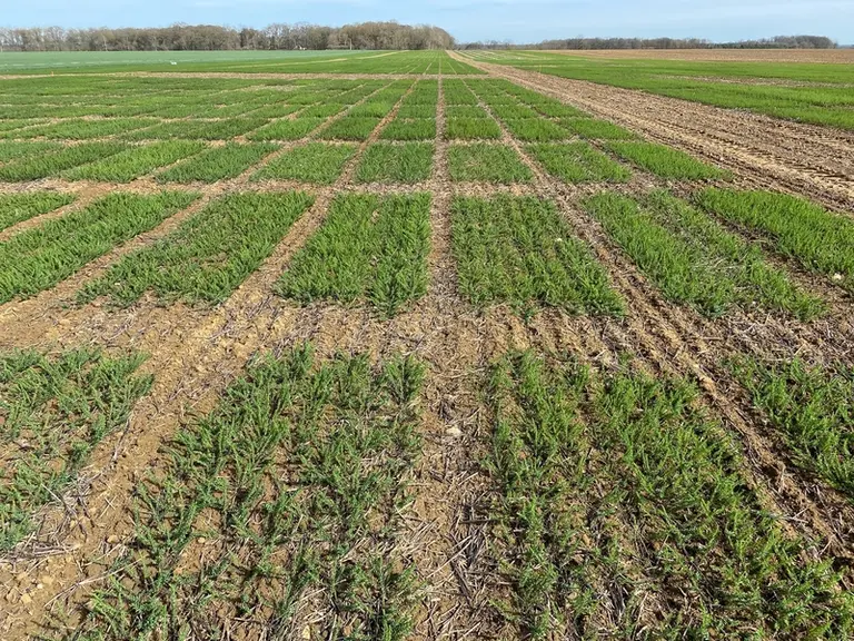 Le travail de sélection pour réduire le pourcentage de lin teillé entre lin de printemps et lin d'hiver progresse rapidement.