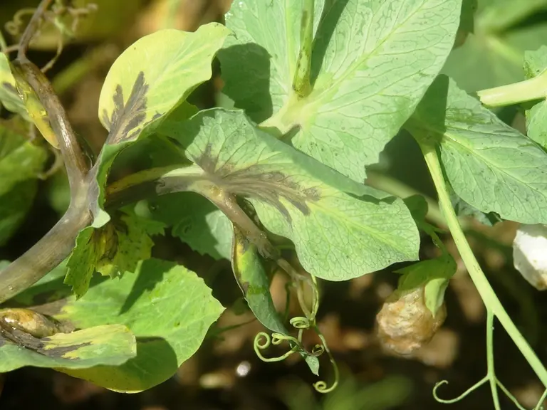 Les taches sur feuilles dues à la bactériose suivent les nervures