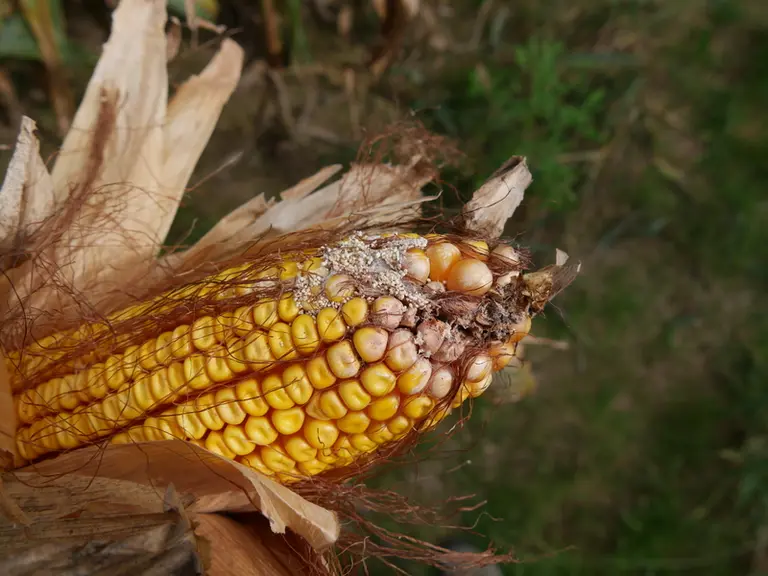 «Fusarium» de la section «Liseola» se développe à partir de blessures sur l'épi, ici la galerie d'un insecte foreur.
